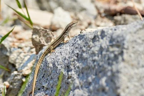 Common wall lizard sunbathing on a rock in the morning (Podarcis Muralis) Stock Photos