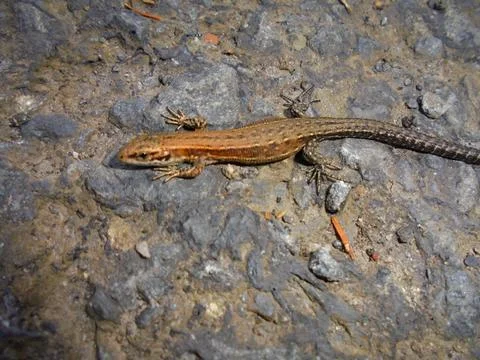 Common wall lizard on sunlit asphalt pavement, close-up Stock Photos
