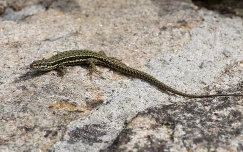 Common wall lizard on a wall Stock Photos