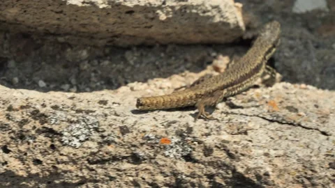 Common wall lizard without tail crawling on stones in the morning (Podarcis Mura Stock Footage 236643550