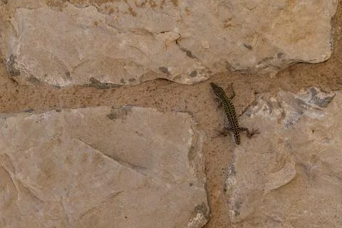 Common Wall Lizard Without Tail Clinging to the Wall of an Old House in Croat Stock Photos