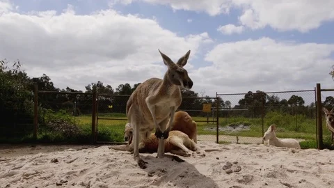 Common wallaroo australia kangaroo on a sunny day Stock Footage 81226673