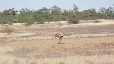 Common Wallaroo jump on flat ground in the outback Stock Footage 328647998