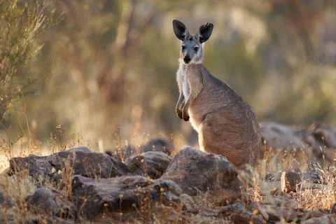 Common Wallaroo - Osphranter robustus also called euro or hill wallaroo, mo.. Stock Photos