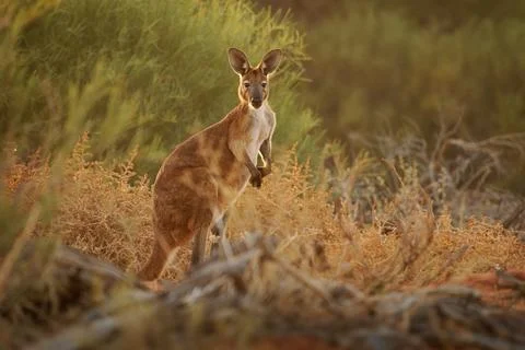 Common Wallaroo - Osphranter robustus also called euro or hill wallaroo, mo.. Stock Photos