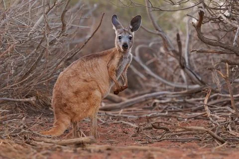 Common Wallaroo - Osphranter robustus also called euro or hill wallaroo, mo.. Foto stock
