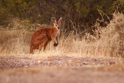 Common Wallaroo - Osphranter robustus also called euro or hill wallaroo, mo.. Stock Photos