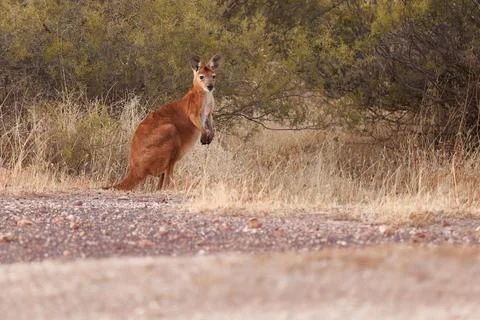 Common Wallaroo - Osphranter robustus also called euro or hill wallaroo, mo.. Stock Photos