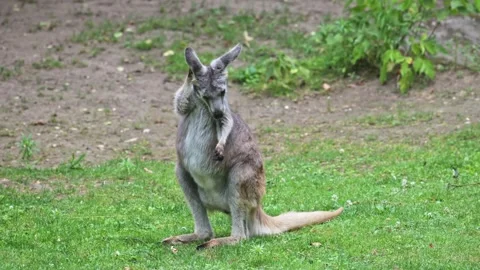 Common wallaroo (Osphranter robustus) standing 動画素材 341723657
