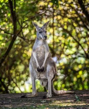 Common wallaroo Stock-Fotos