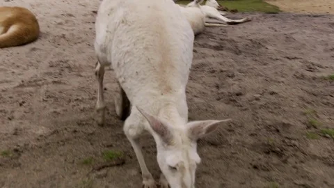 Common wallaroo small white kangaroo curious for a camera Stock Footage 81226419