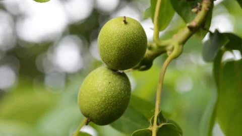The common walnut in growth. A walnut is the nut of any tree of the genus Jug Stock Footage 142541599