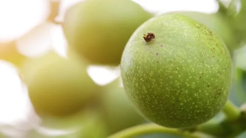 The common walnut in growth. A walnut is the nut of any tree of the genus Jug Stock Footage 142960663