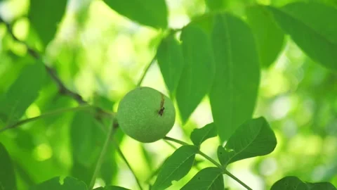 The common walnut in growth. A walnut is the nut of any tree of the genus Stock Footage 161659030