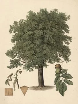 The common walnut, or walnut tree, Juglans regia, is a deciduous tree of the Stock Illustration