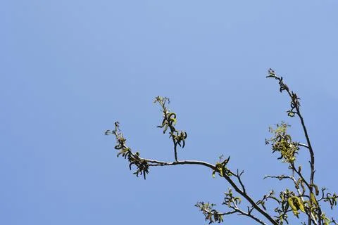 Common walnut Stock Photos