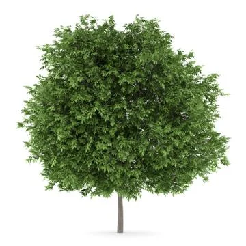 Common walnut tree isolated on white background Stock Illustration