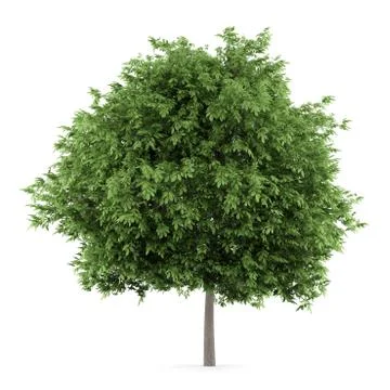 Common walnut tree isolated on white background Stock Illustration