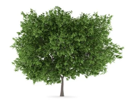 Common walnut tree isolated on white background Stock Illustration