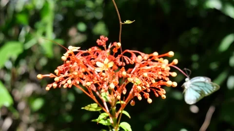 The Common Wanderer butterfly suck nectar from pollen in red flowers Stock Footage 132846007
