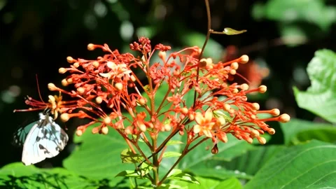 The Common Wanderer butterfly suck nectar from pollen in red flower Stock-Footage 132846206