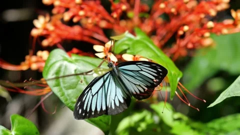 The Common Wanderer butterfly suck nectar from pollen of orange color flower Stock Footage 134519197