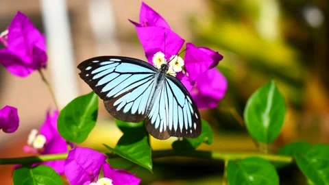The Common Wanderer butterfly suck nectar from pollen of purple Paper flower Stock Footage 221737798