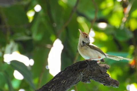 Common warbler Perched on a branch under the shade of green leaves- Stock Photos