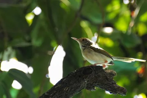 Common warbler Perched on a branch under the shade of green leaves- Stock Photos