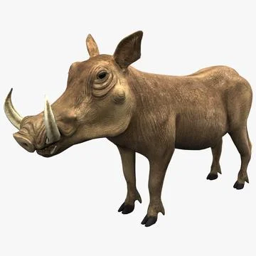 Common Warthog 3D Model