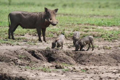 Common warthog and three piglets near a mud waterhole Stock Photos