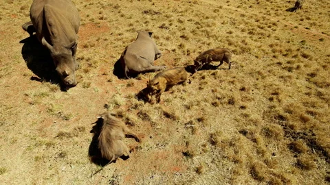 Common warthog chases off another near grazing white rhinoceros Video stock 345105258