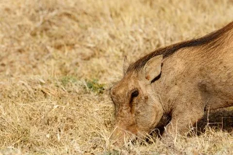 Common warthog digging in the ground Stock Photos
