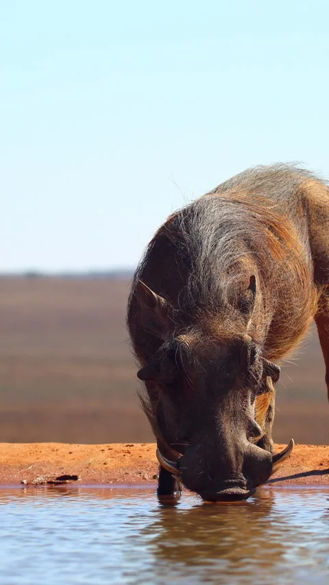 Common warthog drinking at waterhole in close up portrait 動画素材 344041082