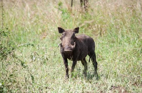 A common warthog female, standing in a grassland Stock Photos