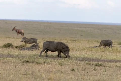 Common Warthog Foraging in the Grassland Stock Photos