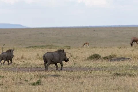 Common Warthog Foraging in the Grassland Stock Photos