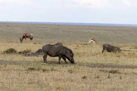 Common Warthog Grazing in the Grassland Stock Photos