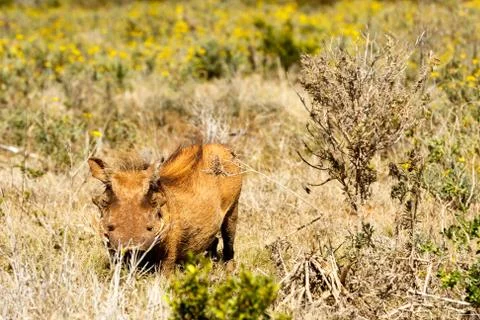Common warthog hiding between the bushes Stock Photos