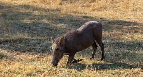 Common warthog isolated Stock Photos