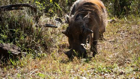 Common warthog in nature grasing at grass - natural light close shot Stock Photos