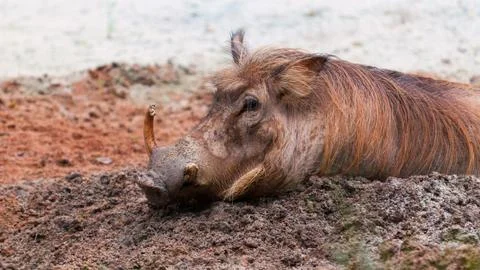 Common warthog Stock Photos