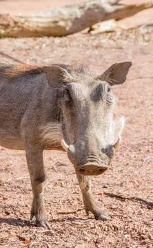 Common warthog Stock Photos