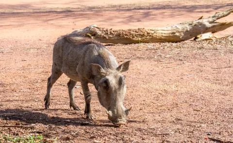 Common warthog Stock Photos