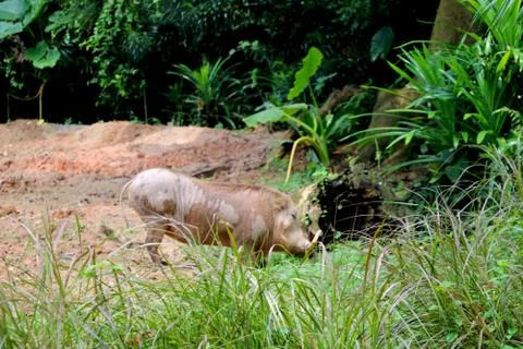 Common warthog playing inside mud in jungle Stock Photos