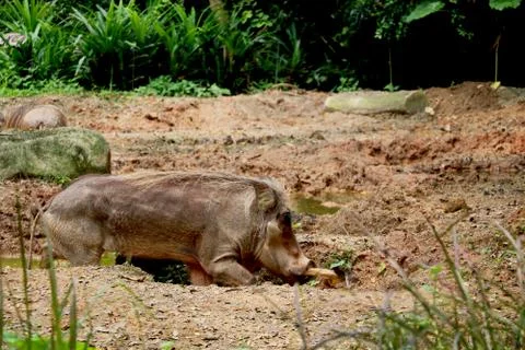 Common warthog playing inside mud in jungle Stock Photos