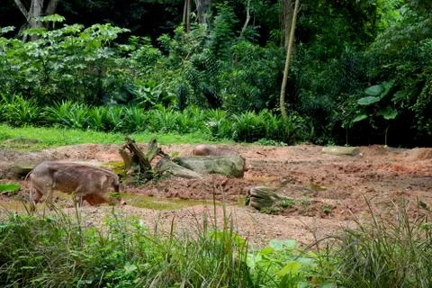 Common warthog playing inside mud in jungle Stock Photos
