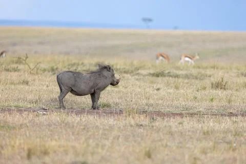 Common Warthog Standing in the Grassland Stock Photos