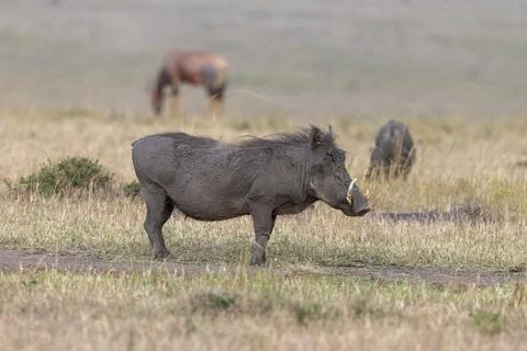Common Warthog Standing in the Grassland Stock Photos
