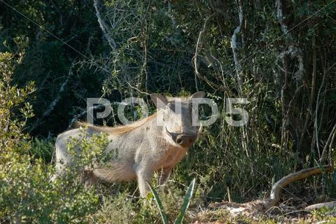 Common warthog trying to hide behind a bush Stock Photos